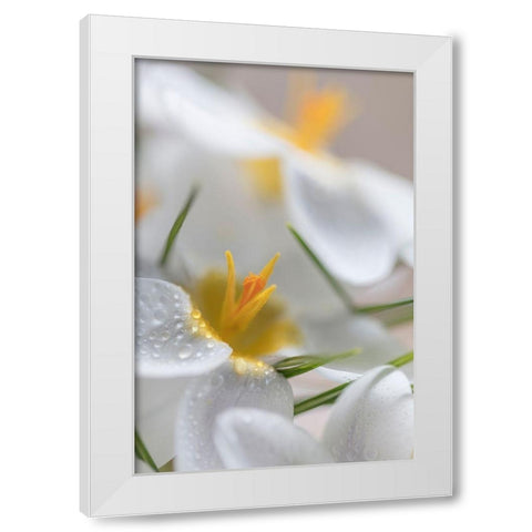 White Crocus Blossoms I White Modern Wood Framed Art Print by Mahan, Kathy
