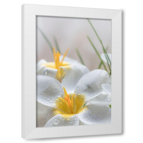 White Crocus Blossoms III White Modern Wood Framed Art Print by Mahan, Kathy