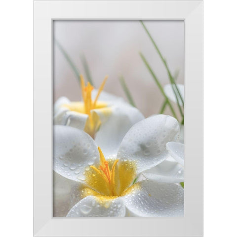 White Crocus Blossoms III White Modern Wood Framed Art Print by Mahan, Kathy
