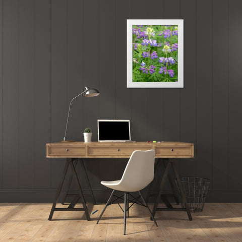 Lupine Blossoms II White Modern Wood Framed Art Print by Mahan, Kathy