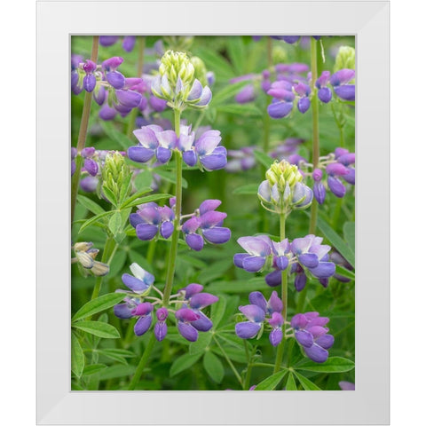 Lupine Blossoms II White Modern Wood Framed Art Print by Mahan, Kathy