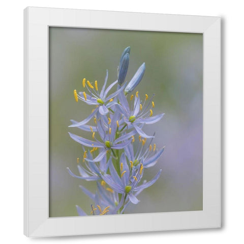 Camas Blossoms II White Modern Wood Framed Art Print by Mahan, Kathy