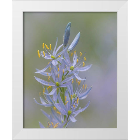 Camas Blossoms II White Modern Wood Framed Art Print by Mahan, Kathy