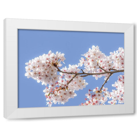 Spring Cherry Blossoms I White Modern Wood Framed Art Print by Mahan, Kathy