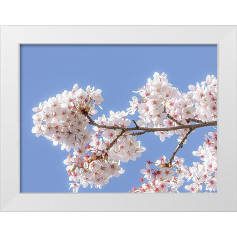 Spring Cherry Blossoms I White Modern Wood Framed Art Print by Mahan, Kathy