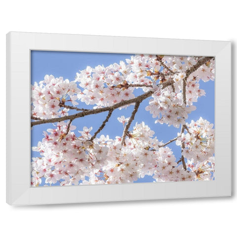 Spring Cherry Blossoms II White Modern Wood Framed Art Print by Mahan, Kathy