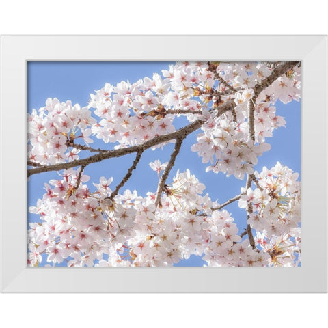 Spring Cherry Blossoms II White Modern Wood Framed Art Print by Mahan, Kathy