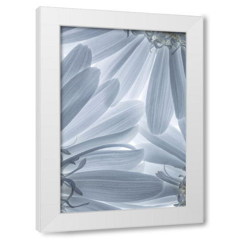 Shasta Daisies I White Modern Wood Framed Art Print by Mahan, Kathy