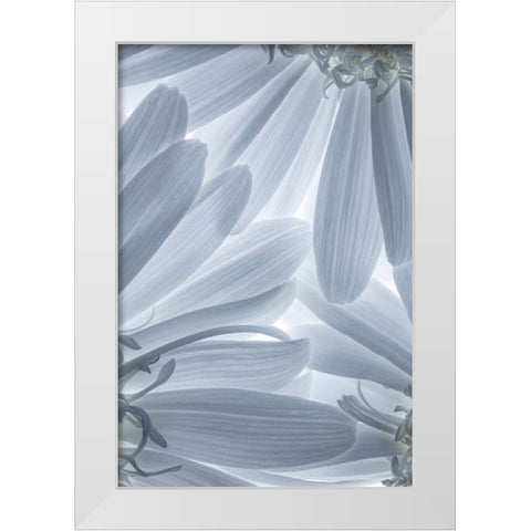 Shasta Daisies I White Modern Wood Framed Art Print by Mahan, Kathy