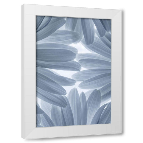 Shasta Daisies II White Modern Wood Framed Art Print by Mahan, Kathy