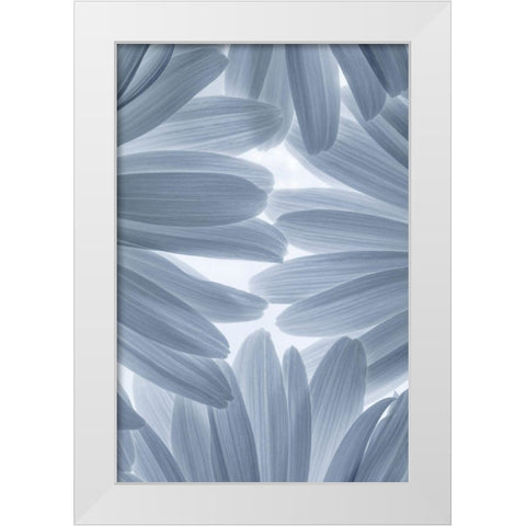 Shasta Daisies II White Modern Wood Framed Art Print by Mahan, Kathy
