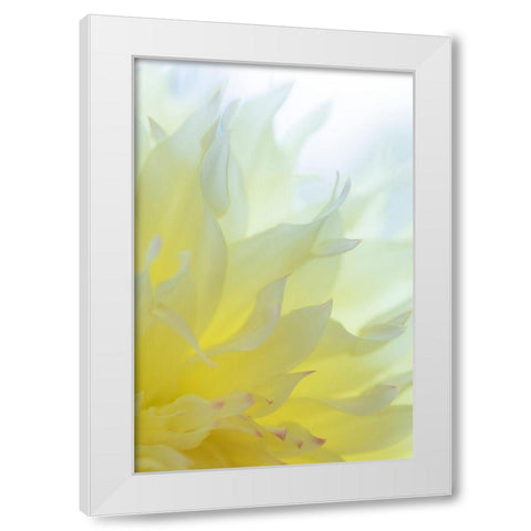 Dahlia Blossom I White Modern Wood Framed Art Print by Mahan, Kathy