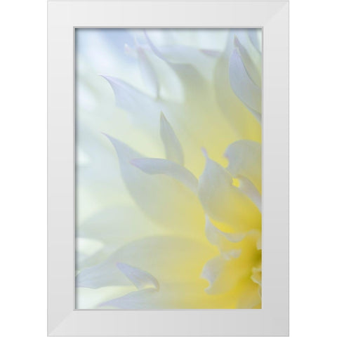 Dahlia Blossom II White Modern Wood Framed Art Print by Mahan, Kathy