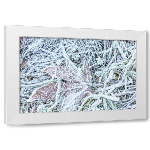 Maple Leaf and Frost I White Modern Wood Framed Art Print by Mahan, Kathy
