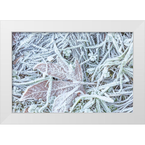 Maple Leaf and Frost I White Modern Wood Framed Art Print by Mahan, Kathy