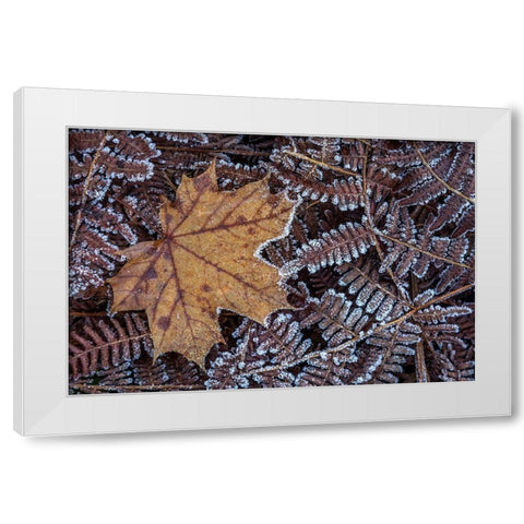 Maple Leaf and Bracken Ferns I White Modern Wood Framed Art Print by Mahan, Kathy