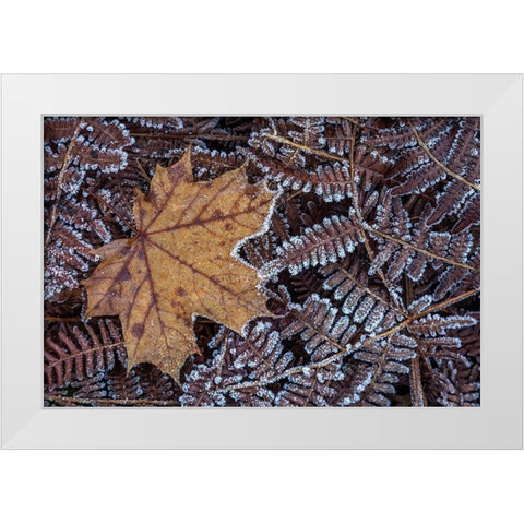Maple Leaf and Bracken Ferns I White Modern Wood Framed Art Print by Mahan, Kathy