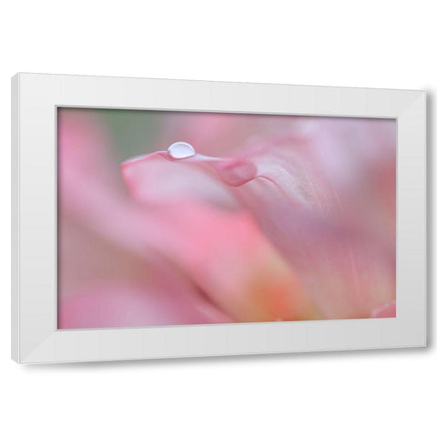 Rhododendron Blossom IV White Modern Wood Framed Art Print by Mahan, Kathy