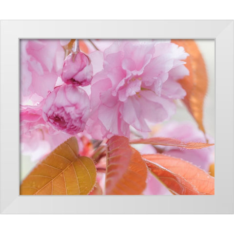 Pink Cherry Blossoms I White Modern Wood Framed Art Print by Mahan, Kathy