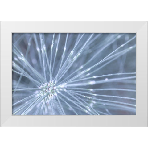 Horsetail I White Modern Wood Framed Art Print by Mahan, Kathy