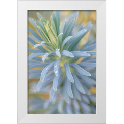 Euphorbia And Rain Drops I White Modern Wood Framed Art Print by Mahan, Kathy