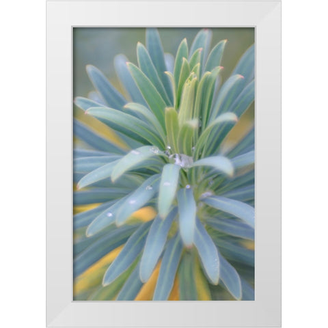 Euphorbia And Rain Drops II White Modern Wood Framed Art Print by Mahan, Kathy