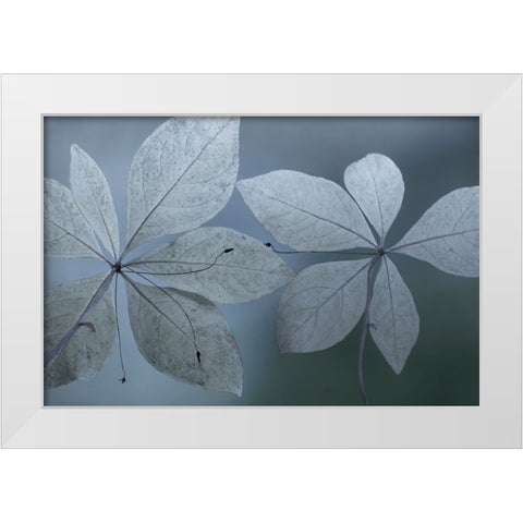 Western Starflower I White Modern Wood Framed Art Print by Mahan, Kathy