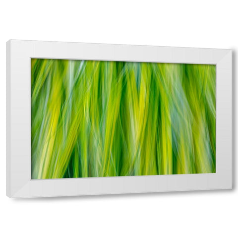 Japanese Forest Grass II White Modern Wood Framed Art Print by Mahan, Kathy