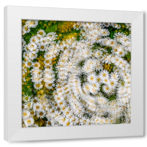 Fanciful Feverfew I White Modern Wood Framed Art Print by Mahan, Kathy