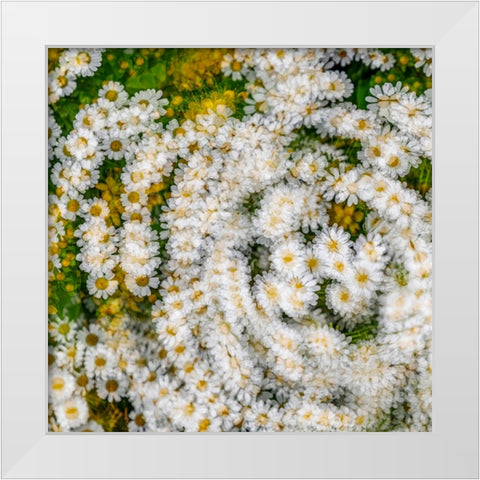 Fanciful Feverfew I White Modern Wood Framed Art Print by Mahan, Kathy