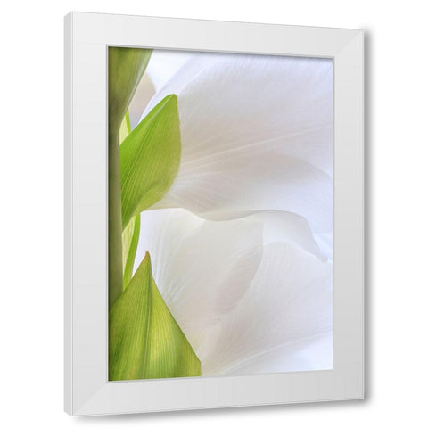 Gladiola Blossom II White Modern Wood Framed Art Print by Mahan, Kathy