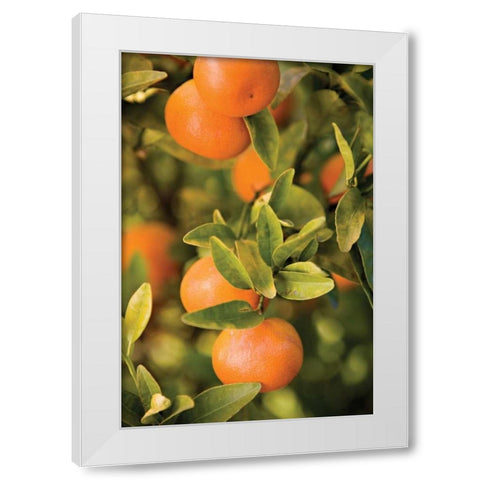 OrangesII White Modern Wood Framed Art Print by Millet, Karyn