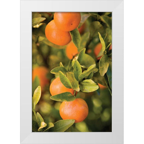 OrangesII White Modern Wood Framed Art Print by Millet, Karyn
