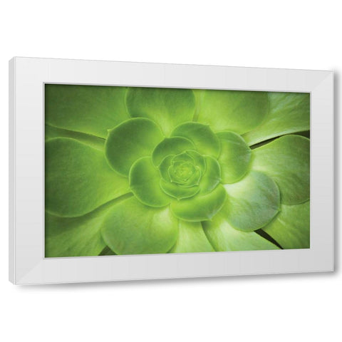 Succulent I White Modern Wood Framed Art Print by Millet, Karyn