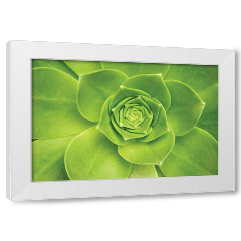 Succulent II White Modern Wood Framed Art Print by Millet, Karyn