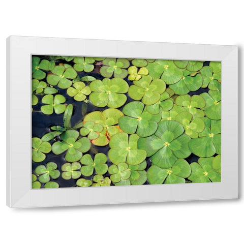 Lily Pads White Modern Wood Framed Art Print by Millet, Karyn
