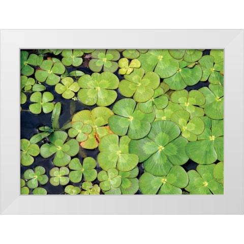Lily Pads White Modern Wood Framed Art Print by Millet, Karyn