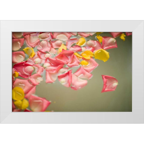 Rose Petals White Modern Wood Framed Art Print by Millet, Karyn