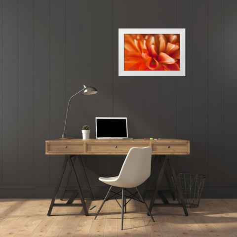 Orange Dahlia White Modern Wood Framed Art Print by Millet, Karyn
