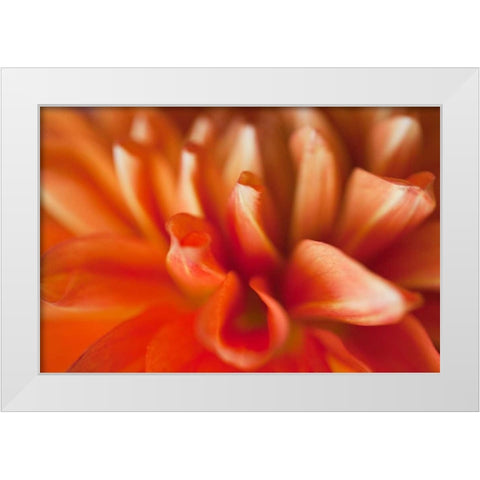 Orange Dahlia White Modern Wood Framed Art Print by Millet, Karyn