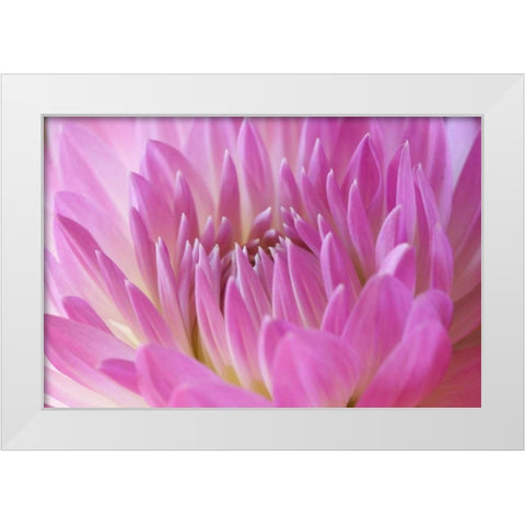 Pink Dahlia White Modern Wood Framed Art Print by Millet, Karyn