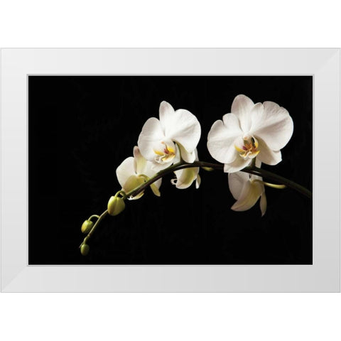 Orchid on Black White Modern Wood Framed Art Print by Millet, Karyn