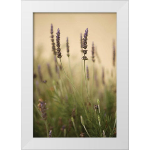 Lavender I White Modern Wood Framed Art Print by Millet, Karyn