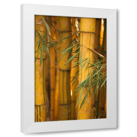 Bamboo II White Modern Wood Framed Art Print by Millet, Karyn