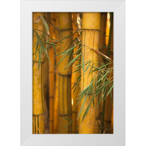 Bamboo II White Modern Wood Framed Art Print by Millet, Karyn