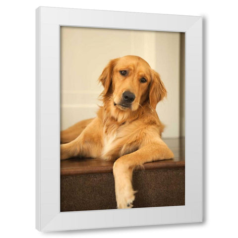 Goldie II White Modern Wood Framed Art Print by Millet, Karyn
