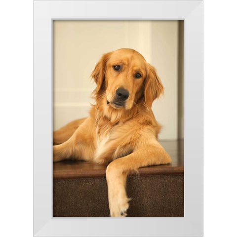 Goldie II White Modern Wood Framed Art Print by Millet, Karyn