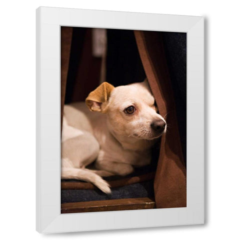 Napping White Modern Wood Framed Art Print by Millet, Karyn