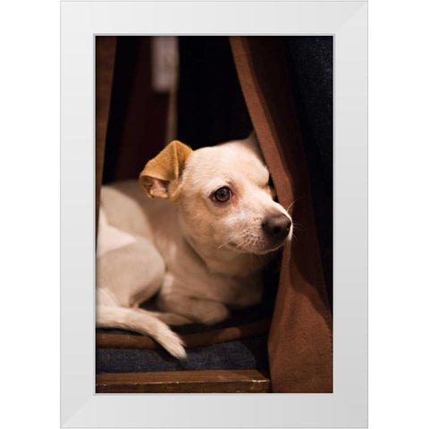 Napping White Modern Wood Framed Art Print by Millet, Karyn