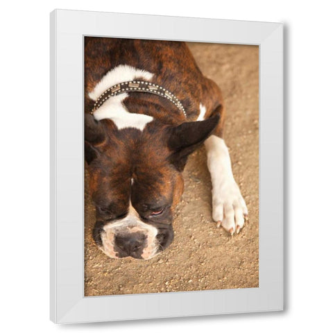 Boxer White Modern Wood Framed Art Print by Millet, Karyn